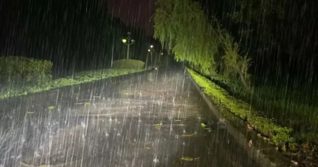 Rainy road at night surrounded by greenery and street lights